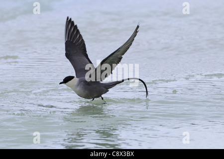 Long-tailed Skua (Stercorarius longicaudus) taking flight from surface of water, Varanger, Norway Stock Photo