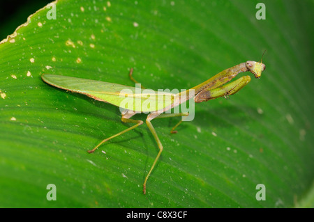 Praying Mantis (Mantodea) at rest on leaf, Yasuni National Park, Ecuador Stock Photo