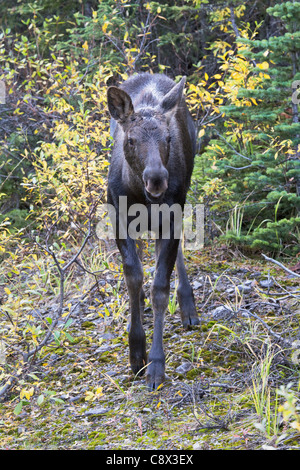 North American Moose - Calf Stock Photo