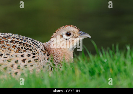 Common Pheasant (Phasianus colchicus) close-up of female hiding in grass, Oxfordshire, UK Stock Photo