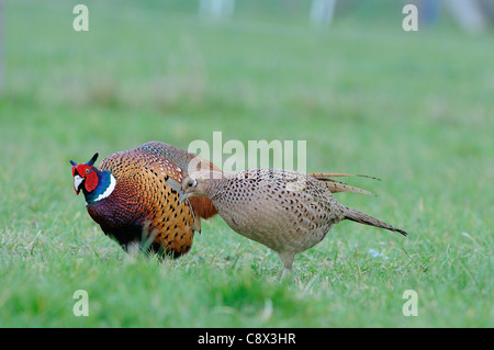 Common Pheasant (Phasianus colchicus) male in courtship display to female, Oxfordshire, UK Stock Photo