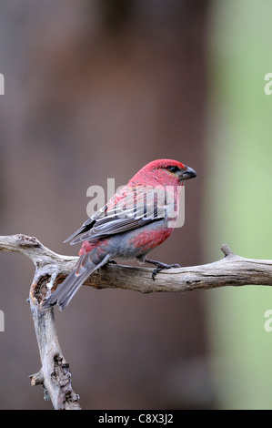 Pine Grosbeak (Pinicola enucleator) adult male on perch, Finland Stock Photo