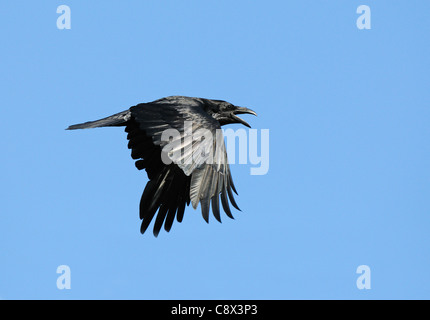 Raven (Corvus corax) adult in flight, calling, Varanger, Norway Stock Photo