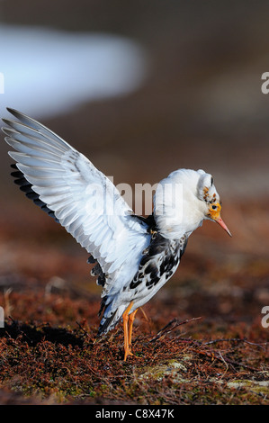 Ruff (Philomachus pugnax) male displaying at lek, in breeding plumage, Varanger, Norway Stock Photo