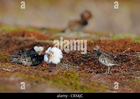 Ruff (Philomachus pugnax) males displaying to female at lek, Varanger, Norway Stock Photo