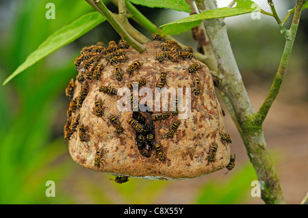 Communal Wasp (Vespidae) several walking on nest surface, nest hanging in bush, Yasuni National Park, Ecuador Stock Photo