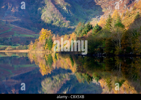 Autumnal trees reflected in still waters Llyn Crafnant Near Trefriw Conwy County Snowdonia North Wales UK Stock Photo