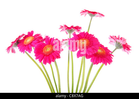 Couple of pink Gerber flowers isolated on white background Stock Photo