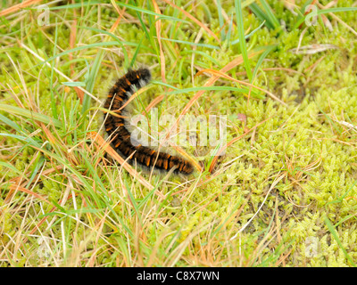 Fox moth caterpillar, Macrothylacia rubi Stock Photo