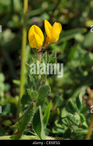 Hairy Bird's-foot-trefoil, lotus subbiflorus Stock Photo