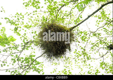 Witches' Broom, Taphrina betulina disease on Birch Tree Stock Photo