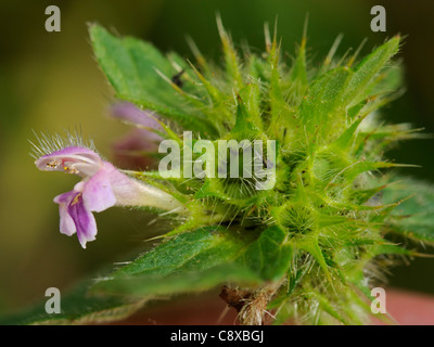 Bifid Hemp-nettle, galeopsis bifida Stock Photo