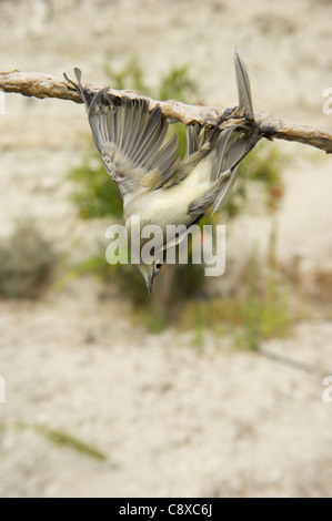 Blackcap Sylvia atricapilla illegally trapped on limestick for use as ambelopulia Cyprus Stock Photo