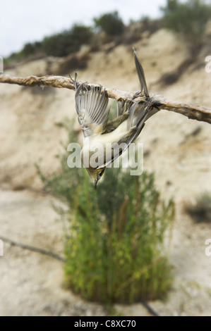 Blackcap Sylvia atricapilla illegally trapped on limestick for use as ambelopulia Cyprus Stock Photo