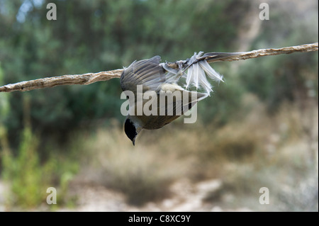 Blackcap Sylvia atricapilla illegally trapped on limestick for use as ambelopulia Cyprus Stock Photo