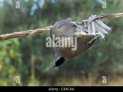 Blackcap Sylvia atricapilla illegally trapped on limestick for use as ambelopulia Cyprus Stock Photo