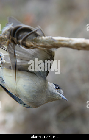 Blackcap Sylvia atricapilla illegally trapped on limestick for use as ambelopulia Cyprus Stock Photo