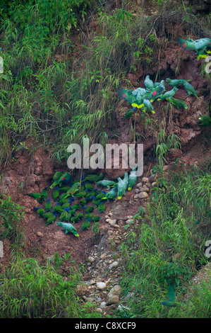 Blue-headed (Pionus menstruus) and Mealy Parrots (Amazona farinosa) at a clay lick Tambopata Peru Amazonia Stock Photo