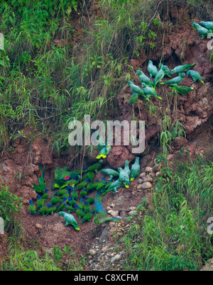 Blue-headed (Pionus menstruus) and Mealy Parrots (Amazona farinosa) at a clay lick Tambopata Peru Amazonia Stock Photo