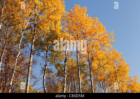Autumn View Of Tall Aspen Trees In Northern Minnesota C8xd5m 