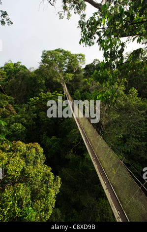 Aerial walkway through Rainforest canopy Exploramo Lodge Iquitos Region River Amazon Peru Stock Photo