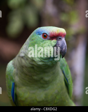 Festive Parrot Amazona festiva Iquitos Amazon Peru Stock Photo