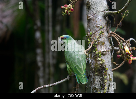 Festive Parrot Amazona festiva Iquitos Amazon Peru Stock Photo