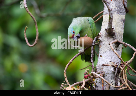 Festive Parrot Amazona festiva Iquitos Amazon Peru Stock Photo