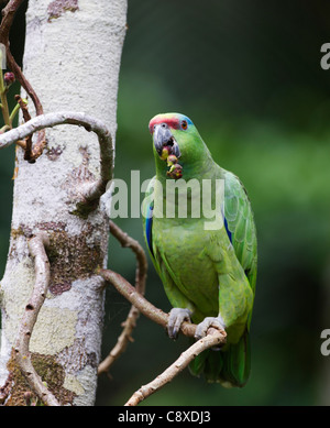 Festive Parrot Amazona festiva Iquitos Amazon Peru Stock Photo