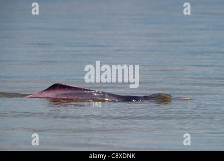 Amazon River Dolphin Inia geoffrensis River Amazon Iquitos Peru Stock Photo