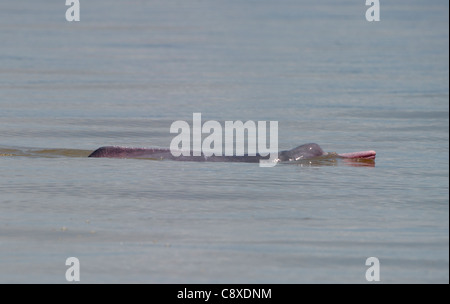 Amazon River Dolphin Inia geoffrensis River Amazon Iquitos Peru Stock Photo