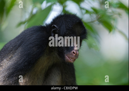 Black Spider Monkey Ateles paniscus chamek Amazon Peru Stock Photo