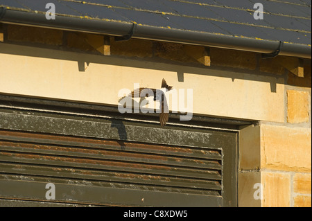 House Martin Delichon urbicum leaving nest under eaves of house Northumberland UK Stock Photo