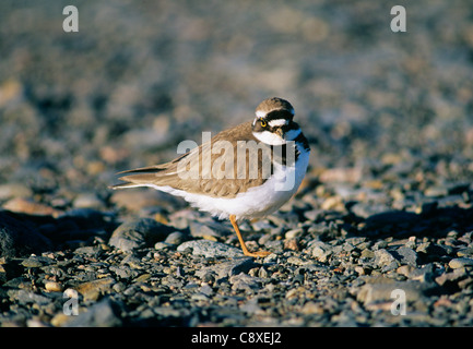 Little-ringed Plover Kent spring UK Stock Photo