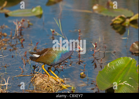 American Purple Gallinule Porphyrio mantrinica Florida Everglades USA Stock Photo