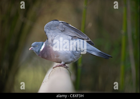 Wood Pigeon Columba palumbus Norfolk winter Stock Photo