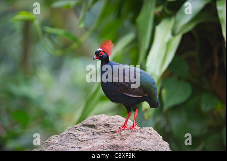 Crested Wood-Partridge Rollulus rouloul male captive Stock Photo
