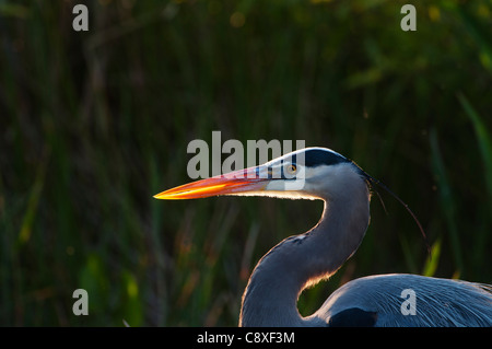 Great Blue Heron Ardea herodias Florida Everglades Stock Photo