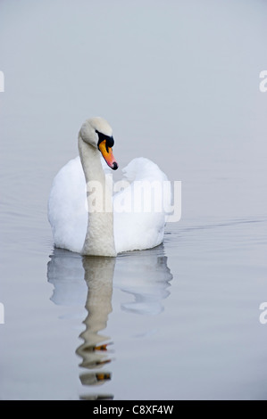 Mute Swan Cygnus olor male Norfolk winter Stock Photo