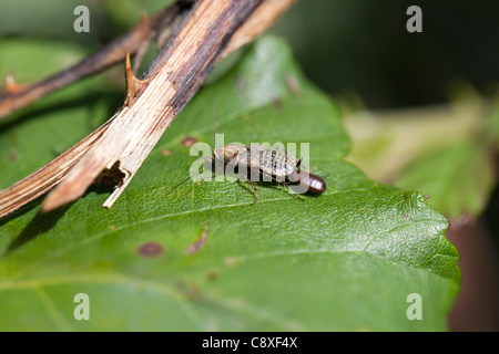 Lesser Cockroach - Ectobius panzeri Stock Photo - Alamy