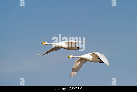 Bewick's Swans Cynus columbianus The Fens Norfolk winter Stock Photo