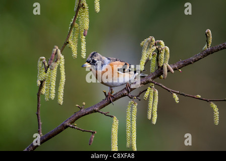 Brambling Fringilla montifringilla non breeding male Norfolk winter Stock Photo