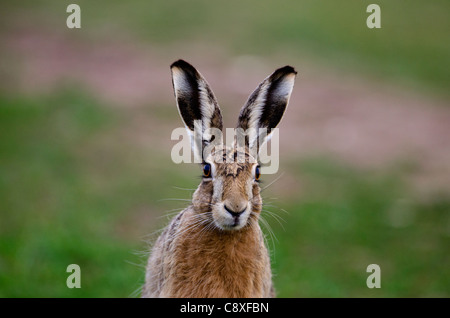 Brown Hare Lepus europaeus Norfolk spring Stock Photo