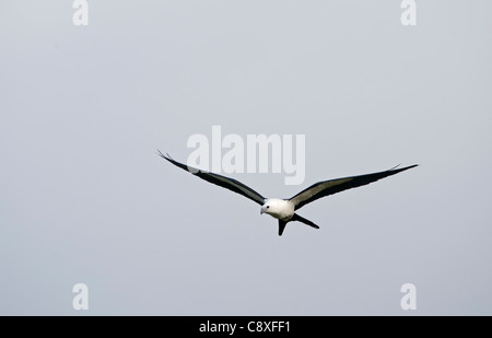 Swallow-tailed Kite Elanoides forficatus Florida Everglades USA Stock Photo