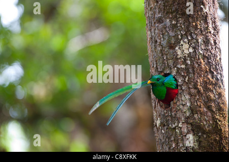 Resplendent Quetzal Pharomachrus moccino male looking out of nest hole Central Highlands Costa Rica Stock Photo