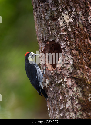 Acorn Woodpecker Melanerpes formicivorus Savegre Costa Rica Stock Photo