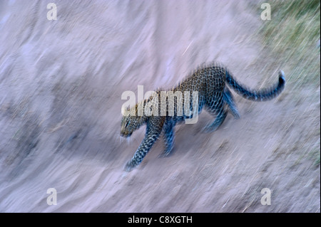 Leopard Panthera pardus Masai Mara Kenya Stock Photo