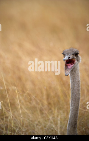 Common Ostrich Struthio camelus female at nest on Masai Mara Kenya Stock Photo