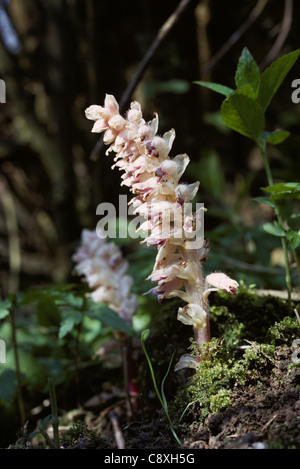 Toothwort (Lathraea squamaria) flowering plant parasitic on hazel roots Stock Photo