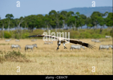 African White-backed Vulture Gyps africanus Masai Mara Kenya Stock Photo